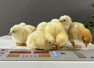 Sfaturi practice: cum să folosești corect un incubator de ouă