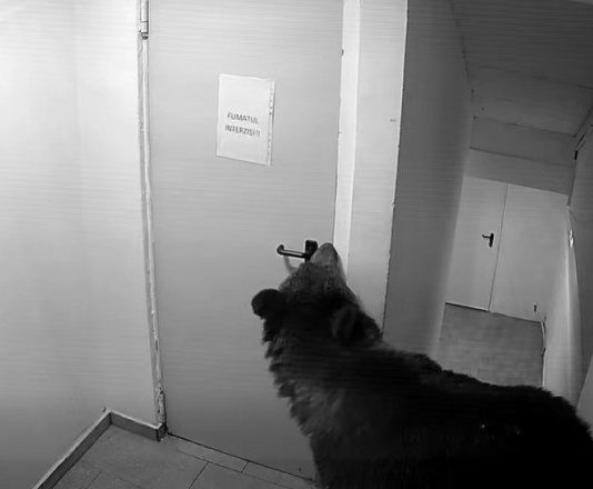 VIDEO Panică în Poiana Brașov: un urs a intrat într-un hotel